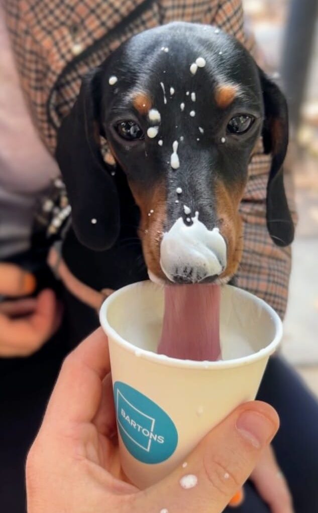 Maggie enjoying a puppuccino at Bartons